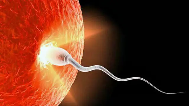 Ilustrasi Sperma