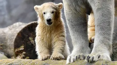 Bayi beruang kutub melakukan langkah pertamanya di luar kandang kebun binatang di Gelsenkirchen, Jerman, 13 April 2018.  Bayi beruang yang lahir pada Desember tahun lalu itu tinggal bersama sang induk yang bernama Lara. (AP Photo/Martin Meissner)
