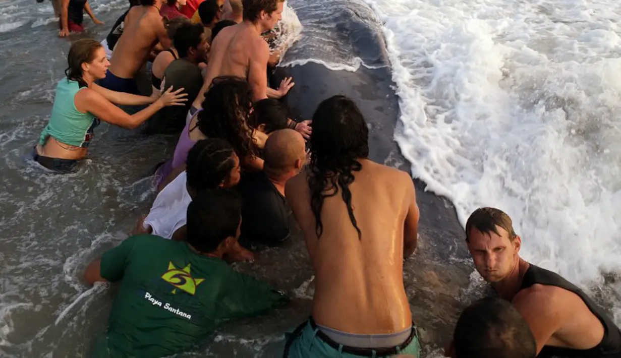 Puluhan wisatawan dan penduduk berusaha untuk membawa Ikan paus yang terdampar itu kembali ke laut, Pantai Popoyo, Nicaragua, Jumat (14/11/2014) (AFP Photo/Inti Ocon)