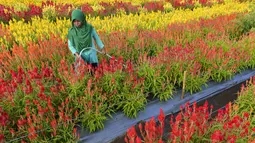Seorang tukang kebun menyirami celosia di kebun bunga di Panga, provinsi Aceh, 27 Januari 2019. Taman bunga yang membentuk pola warna-warni seperti dinegara-negara Eropa tersebut baru dibuka pada 1 Januari 2019 untuk umum. (CHAIDEER MAHYUDDIN/AFP)