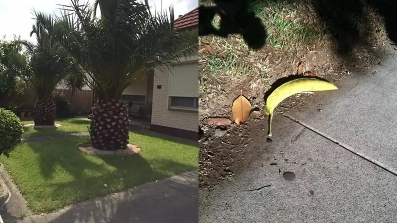 6 Potret Benda Mirip Buah Ini Bikin Melongo, Perlu Teliti