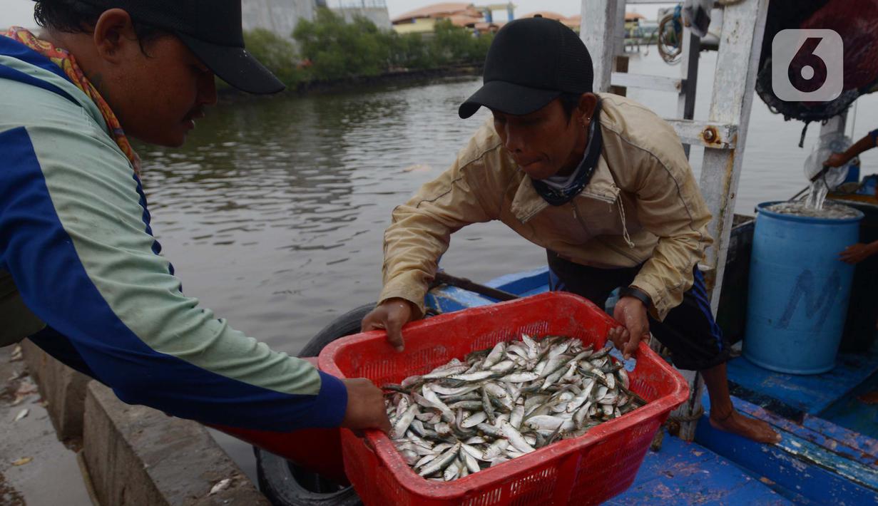 Nelayan tradisional menurunkan hasil tangkapan ikan di Pelabuhan Muara Angke, Jakarta, Sabtu (19/2/2022). Nelayan mengatakan hasil tangkapan ikan mulai membaik seiring pergantian musim dan angin barat. (merdeka.com/Imam Buhori)
