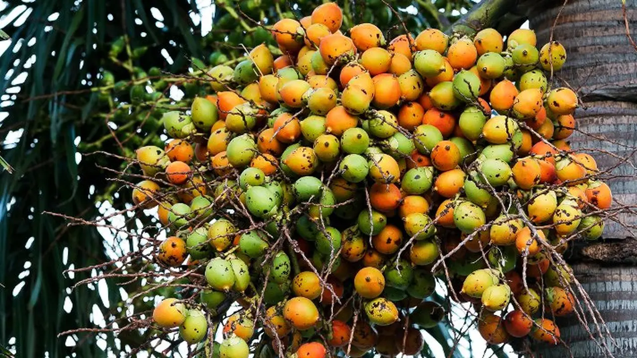 Pinang, Obati Cacingan Sampai Tingkatkan Gairah Seks