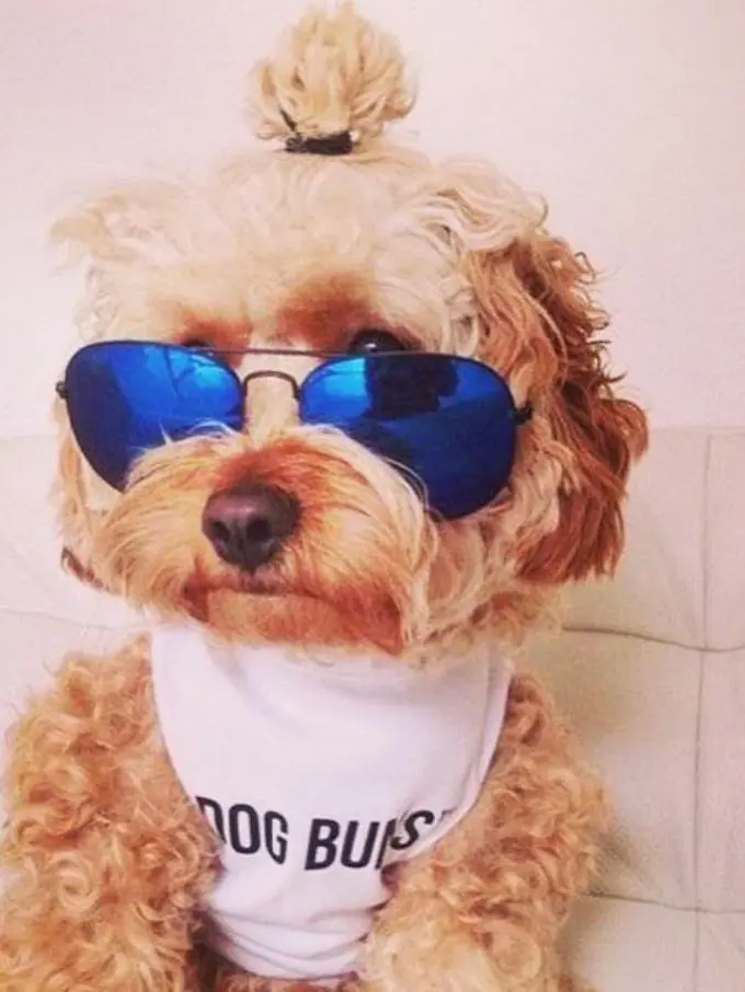 Tren #DogBun Ramaikan Jejeran Anjing Lucu di Instagram