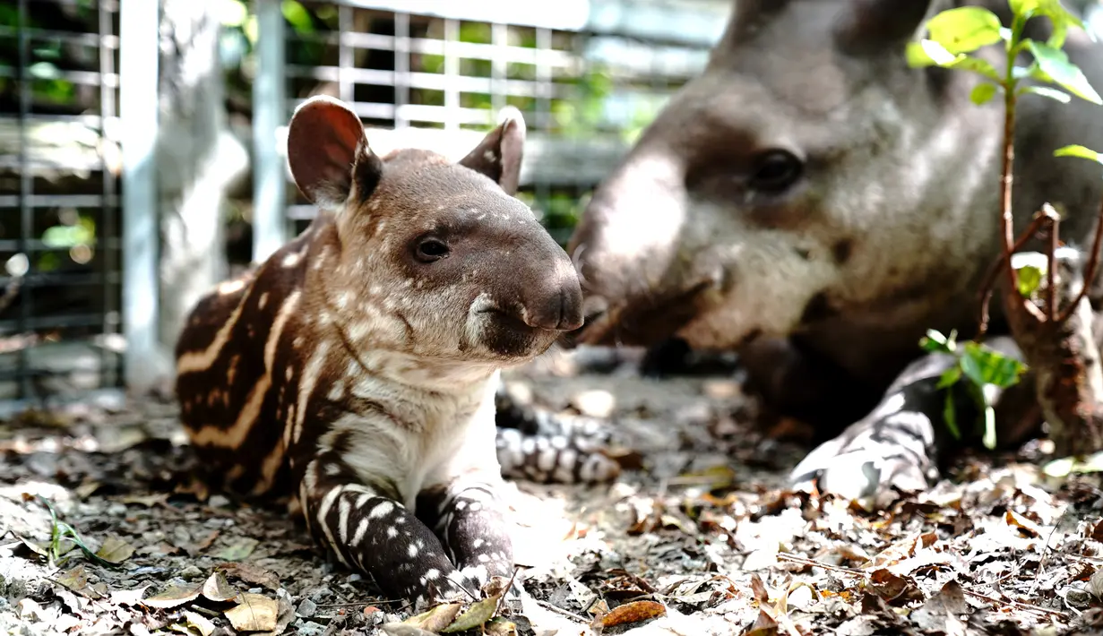 Seekor tapir Amerika Selatan betina terlihat bersama bayinya di Kebun Binatang Shanghai di Shanghai, China timur (9/10/2020). Bayi tapir itu lahir pada 8 September di kebun binatang tersebut. (Xinhua/Zhang Jiansong)