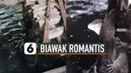 Aksi romantis diperlihatkan oleh dua biawak ini ketika saling berpelukan.