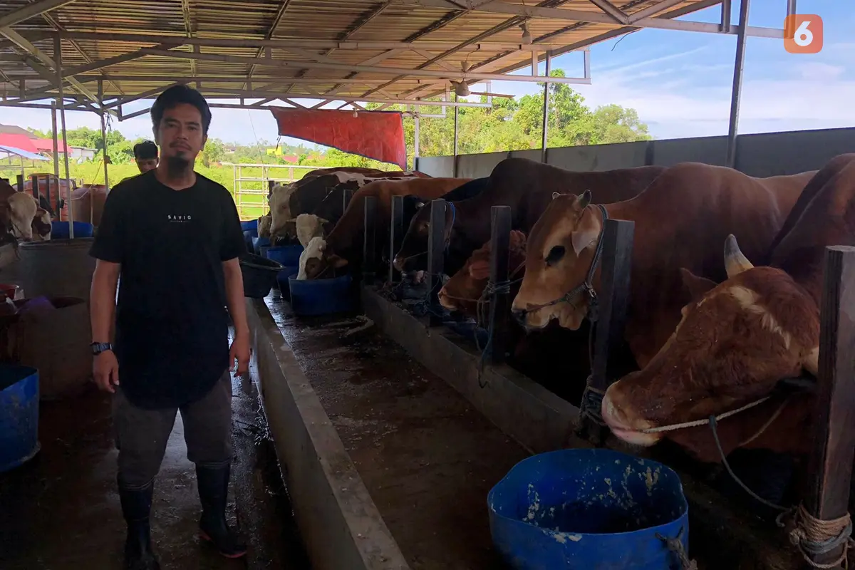 Penggemukan Sapi di Balikpapan