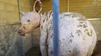 Beruang tanpa bulu ditemukan oleh warga di San Diego, Amerika Serikat. Fund for Animals Wildlife yang tertarik dengan beruang tanpa bulu itu mengambil hak asuh atas hewan malang yang diberi nama Hawa itu pada 24 desember 2017. (twitter.com/HumaneSociety)