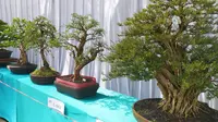 Deretan bonsai ragam unggulan nan indah bakal segera dinikmati pecinta bonsai Garut dalam kontes dan Pameran Bonsai Lokal Terbuka Pesona Bonsai Garut 2021’, mulai 3-5 September mendatang. (Liputan6.com/Jayadi Supriadin)