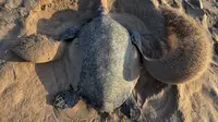 Penyu Olive Ridley menggali lubang untuk bertelur di Pantai Rushikulya, 140 kilometer di sebelah barat daya Bhubaneswar, negara bagian Odisha, India, Jumat (23/2). Teluk Benggala merupakan salah satu lokasi bertelur massal penyu di India. (ASIT KUMAR/AFP)