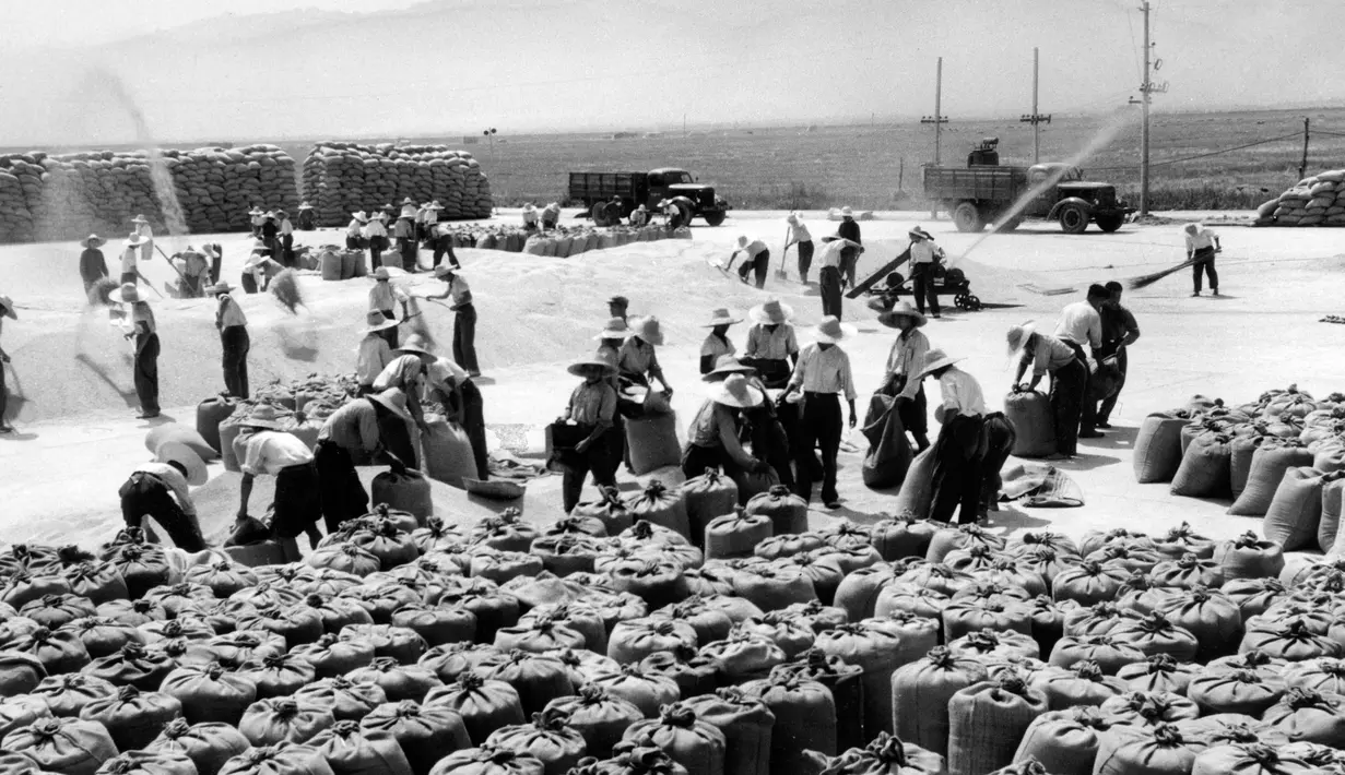 Suasana panen di sebuah peternakan di provinsi Gansu di China pada 7 September 1971. (AFP Photo/ Hsinhua News Agency)