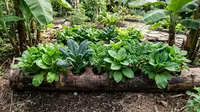 7 Cara Menanam di Batang Pisang untuk Menghasilkan Sayuran Subur dan Ramah Lingkungan