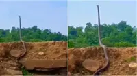 Video King Kobra berdiri tegak ini viral, hampir angkat sepertiga tubuhnya. (Sumber: Twitter/susantananda3)