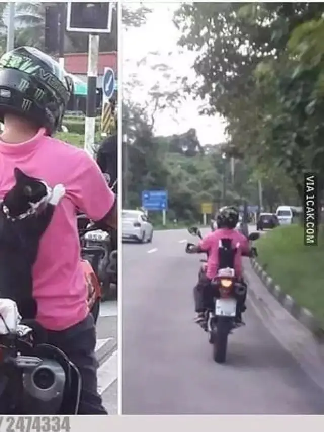 8 Momen Kocak Kucing saat Naik Motor Ini Bikin Geleng Kepala