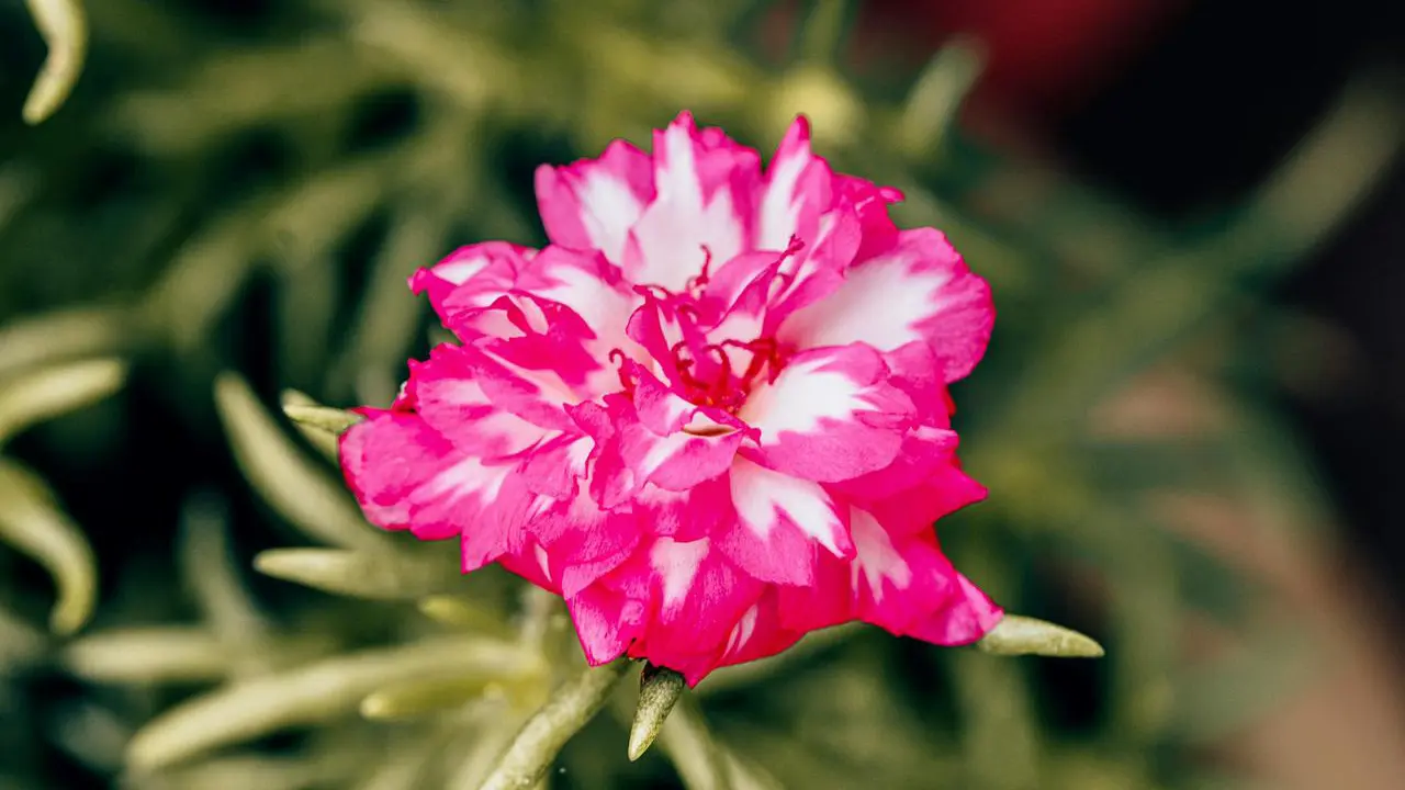 Bunga Mawar Lumut (Portulaca)