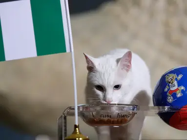 Kucing peramal, Achilles memilih bendera Nigeria saat memprediksi laga penutup Grup D Piala Dunia 2018 antara Nigeria vs Argentina di St. Petersburg, Selasa (26/6). Achilles memilih Nigeria sebagai pemenang dalam laga hidup mati itu. (AP/Dmitri Lovetsky)