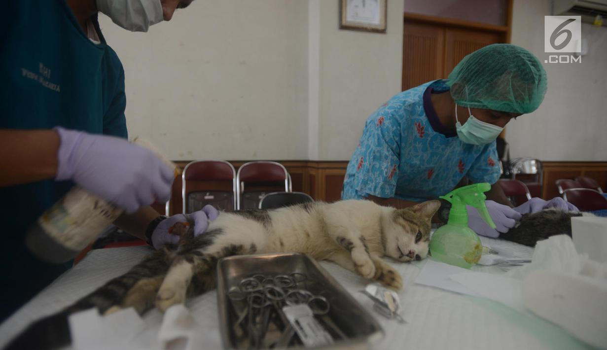 Dinas Ketahanan Pangan, Kelautan dan Pertanian (DKPKP) pemprov DKI Jakarta melakukan kastrasi atau pengebirian terhadap hewan peliharaan jenis kucing di Kecamatan Duren Sawit, Jakarta, Rabu (28/3). (Merdeka.com/Imam Buhori)