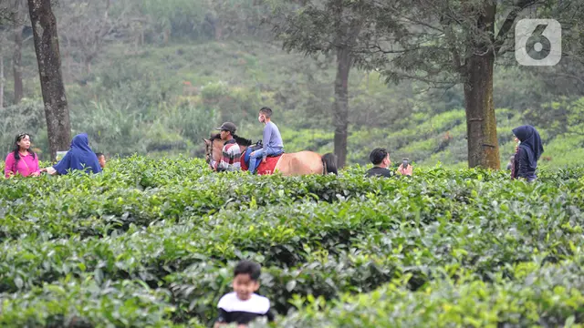 Keseruan Ngabuburit di Kebun Teh Kawasan Puncak