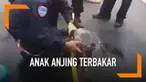 Anak anjing yang berhasil seamat dari kobaran api besar di hutan,walaupun anjing itu sekujur tubunya penuh luka bakar.