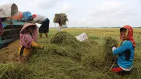 Kepala Badan Ketahanan Pangan Kementerian Pertanian (Kementan), Agung Hendriadi rapat koordinasi Serap Gabah Petani (Sergap) di Kantor Subdivre Jember, Selasa (9/4/2019).