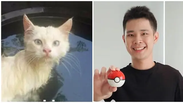 Bikin Gemas, Ini 7 Cocoklogi Kucing Mirip Artis yang Bikin Ketawa Geli
