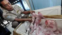 Seorang petugas memerlihatkan sejumlah daging Kelinci Beku ilegal yang diamankan di Kantor Balai Karantina Pertanian Kelas 1 Pontianak, Kalbar. (Antara)