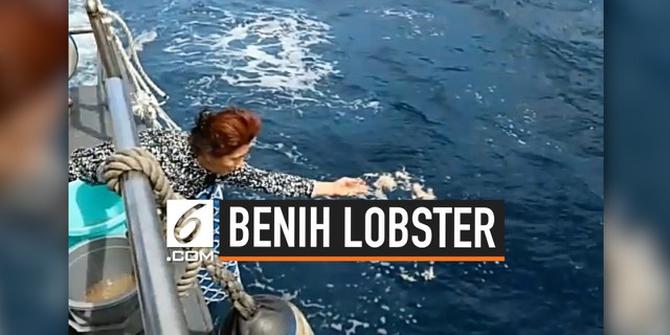 VIDEO: Menteri Susi Melepasliarkan 173.800 Benih Lobster