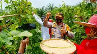 Kapolda Riau Irjen Pol Agung Imam Setya Effendi memanen kacang panjang di lahan Jaga Kampung di Rokan Hilir. (Liputan6.com/M Syukur)