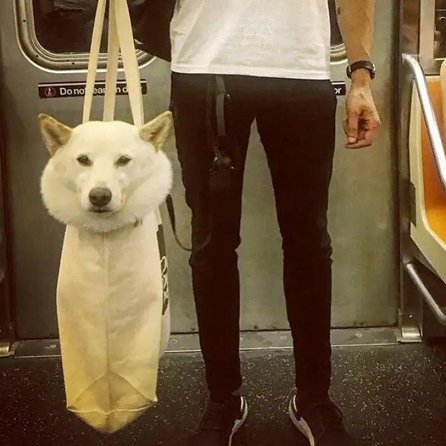 6 Foto Anjing Dibawa Pakai Tas Ini Jadi Pusat Perhatian, Ekspresinya Bikin Gemas