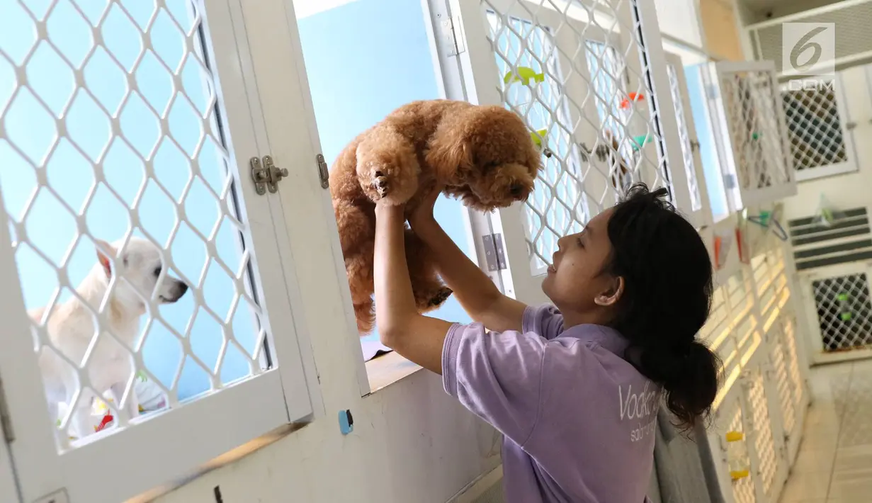 Petugas menggendong anjing yang dititipkan di tempat penitipan hewan di Jakarta, Rabu (21/6). Menjelang libur Idul Fitri, permintaan jasa penitipan hewan meningkat hingga 100 persen. (Liputan6.com/Immanuel Antonius)