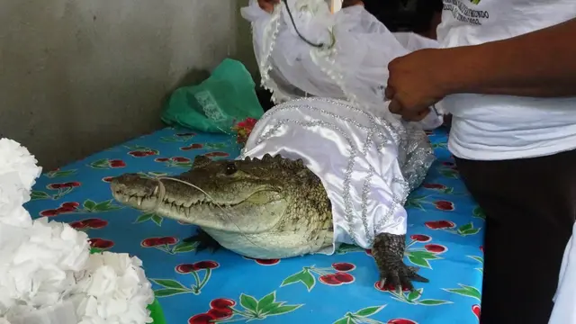 Wali Kota Meksiko Nikahi Buaya