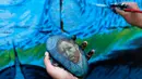 Seorang seniman memegang batu yang memiliki gambar Vincent van Gogh saat melukis mural pada dinding di Ibu Kota Sanaa, Yaman, Kamis (15/3). (Mohammed HUWAIS/AFP)