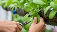 7 Ide Kebun Gantung dari Barang Bekas yang Hasilnya Melimpah, Stok Sayur Setiap Hari