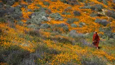 Seorang biksu berjalan di antara bunga poppy yang mekar di Danau Elsinore, California pada 8 Maret 2019. Pada dasarnya Poppy adalah tumbuhan herbal yang kerap ditanam karena bunganya berwarna-warni. (Photo by Maro SIRANOSIAN / AFP)