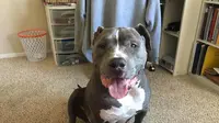Sifat Ramah Pit Bull yang Jarang Orang Ketahui