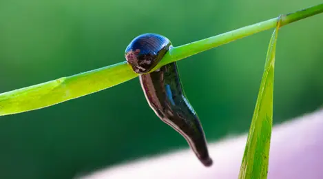 7 Arti Mimpi Digigit Lintah Yang Menjadi Pertanda Baik Maupun Buruk -  Lifestyle Fimela.com