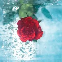 Khasiat air mawar untuk kecantikan kulit. (unsplash.com/@jamie452)