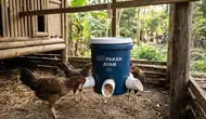 Cara Membuat Tempat Pakan Ayam Anti Tumpah dari Ember Bekas, Ini 6 Langkah Mudahnya
