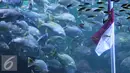 Bendera merah putih berada di dalam akuarium utama SeaWorld Ancol, Jakarta, Rabu (17/8). Kegiatan pengibaran bendera diadakan dalam rangka memperingati HUT RI ke-71. (Liputan6.com/Immanuel Antonius)