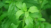Ilustrasi daun stevia. (Gambar oleh 13082 dari Pixabay)