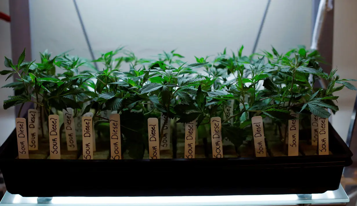 Macam-macam tanaman ganja yang akan digunakan sebagai obat yang diolah di Patients and Caregivers Grup di California, AS (18/10). Pemanfaatan mariyuana untuk kebutuhan medis sudah banyak dilakukan di negara Eropa dan Amerika. (Reuters/Mario Anzuino)