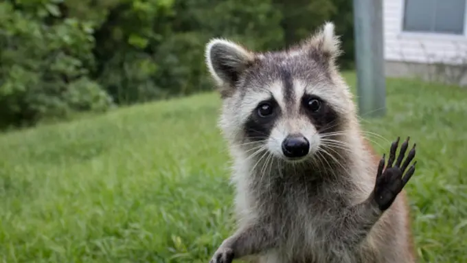 10 Rakun yang Kelakuannya Lucu tapi Menyebalkan