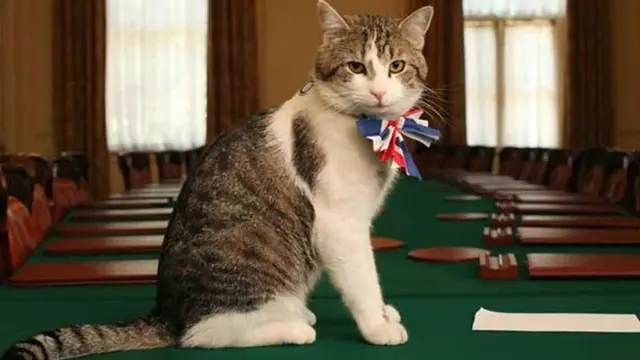 Kucing peliharaan mantan Perdana Menteri Inggris, Larry, (Foto: UK Government)