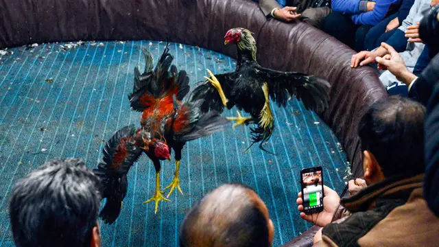Sabung Ayam Masih Marak di Irak