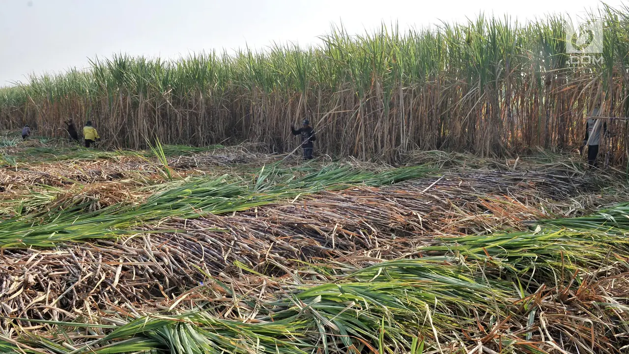 Geliat Petani Tebu di Tengah Ekspansi Gula Impor
