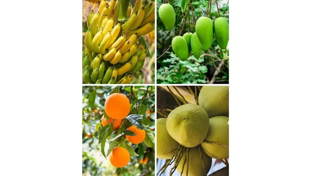 7 Dampak Jika Hutan Amazon Terbakar Sepenuhnya, 80% Sumber Makanan Dunia Punah