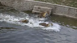 Sejumlah harimau Siberia bermain di kolam di Taman Harimau Siberia Hengdaohezi di Kota Hailin, China (17/7/2020). Dengan menerapkan langkah-langkah pencegahan dan pengendalian epidemi yang ketat, Taman Harimau Siberia Hengdaohezi dibuka kembali pada Jumat (17/7). (Xinhua/Zhang Chunxiang)