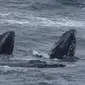 Paus bungkuk (Megaptera novaeangliae) terlihat di daerah di mana 'dunia yang hilang' ditemukan, di lepas pantai Tasmania, Australia. (Dokumentasi Eric Woehler dari University of Tasmania)