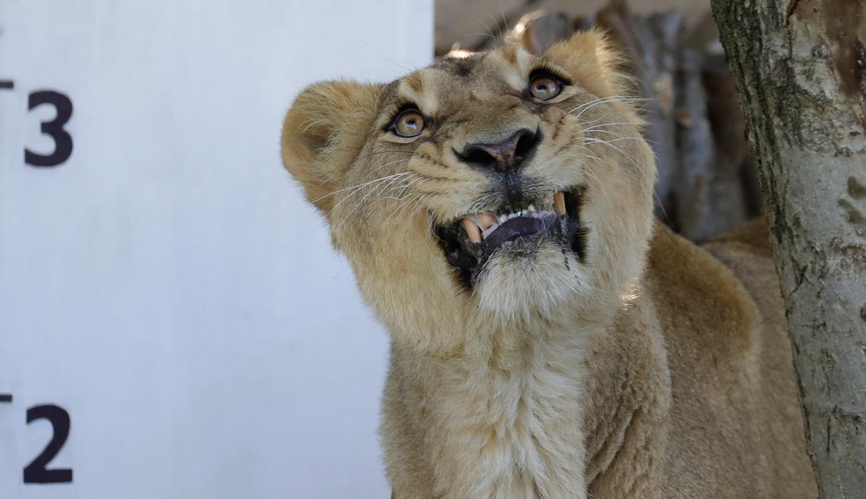 Seekor singa Asia betina bediri di samping skala pengukur selama penimbangan tahunan Kebun Binatang London, Kamis (22/8/2019). Sekitar 650 spesies yang berbeda ditimbang satu persatu sebagai cara utama untuk memantau kesejahteraan penghuni kebun binatang secara keseluruhan. (AP/Kirsty Wigglesworth)