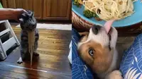 7 Potret Nyeleneh Hewan Suka Makan Mi Ini Bikin Geleng Kepala